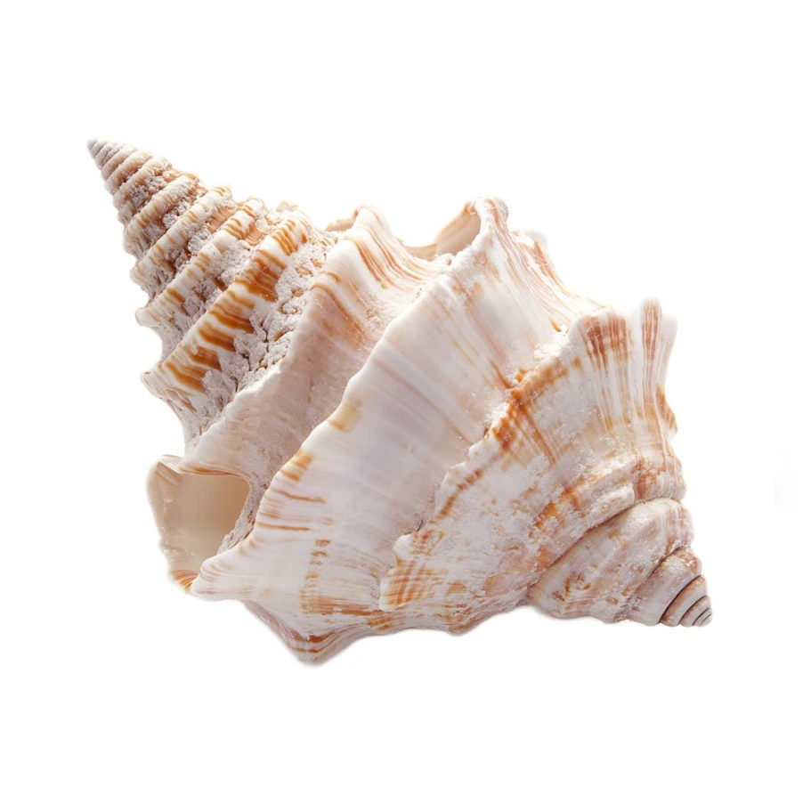 authentic natural shankh (conch shell) for hindu puja, home temple, spiritual rituals, meditation & sacred worship authentic natural shankh (conch shell) for hindu puja, home temple, spiritual rituals, meditation & sacred worship